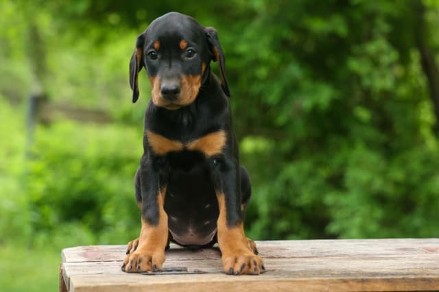 Protective & Noble Doberman Puppies media 18