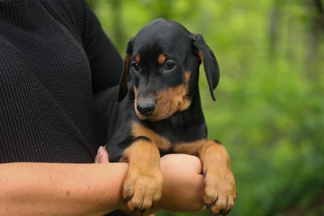 Protective & Noble Doberman Puppies media 19