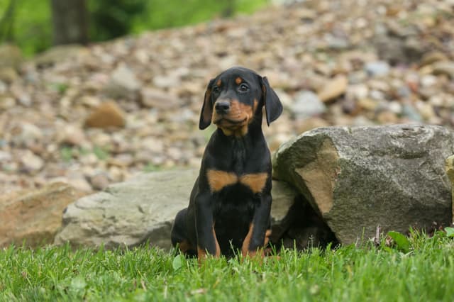 Protective & Noble Doberman Puppies media 20