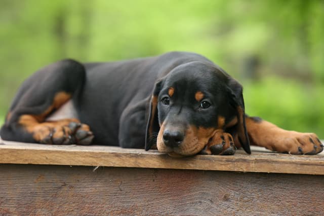 Protective & Noble Doberman Puppies media 21