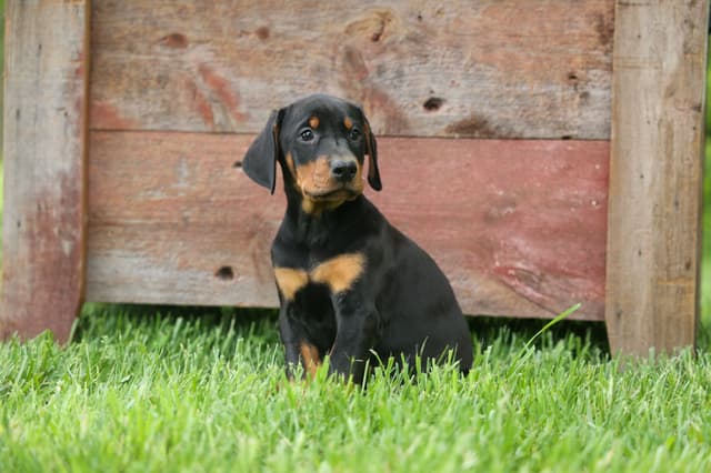 Protective & Noble Doberman Puppies media 22