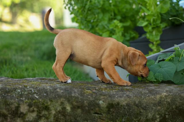 🐾 AKC Staffordshire Bull Terrier Puppies 🐾 media 3