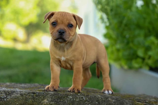 🐾 AKC Staffordshire Bull Terrier Puppies 🐾 media 5