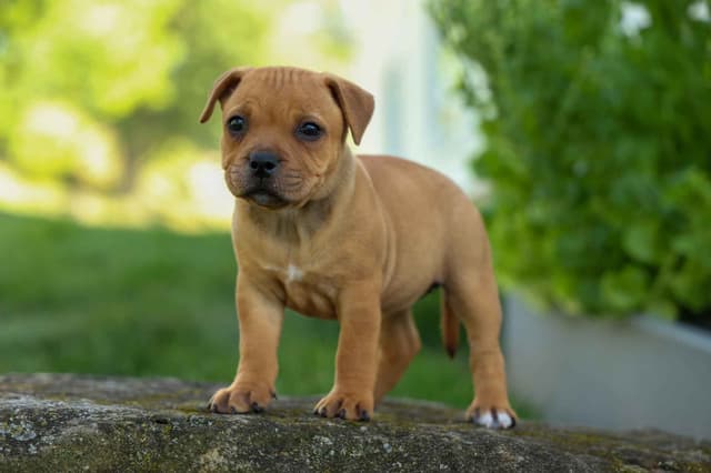 🐾 AKC Staffordshire Bull Terrier Puppies 🐾 media 4
