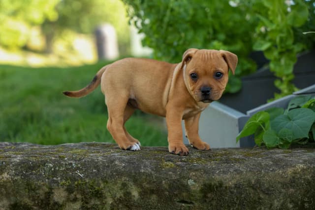 🐾 AKC Staffordshire Bull Terrier Puppies 🐾 media 7