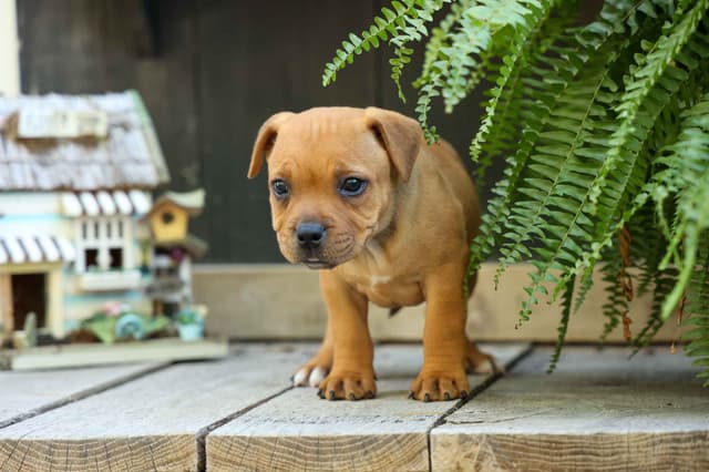 🐾 AKC Staffordshire Bull Terrier Puppies 🐾 media 6