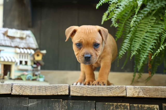 🐾 AKC Staffordshire Bull Terrier Puppies 🐾 media 8