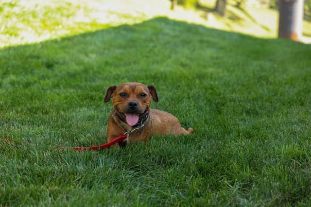 🐾 AKC Staffordshire Bull Terrier Puppies 🐾 media 2