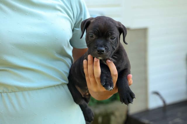 🐾 AKC Staffordshire Bull Terrier Puppies 🐾 media 9