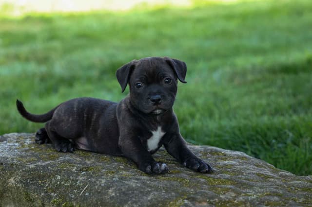 🐾 AKC Staffordshire Bull Terrier Puppies 🐾 media 10