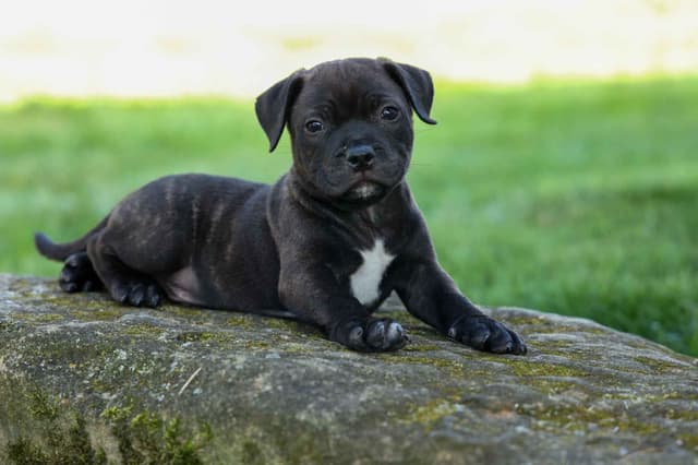 🐾 AKC Staffordshire Bull Terrier Puppies 🐾 media 12