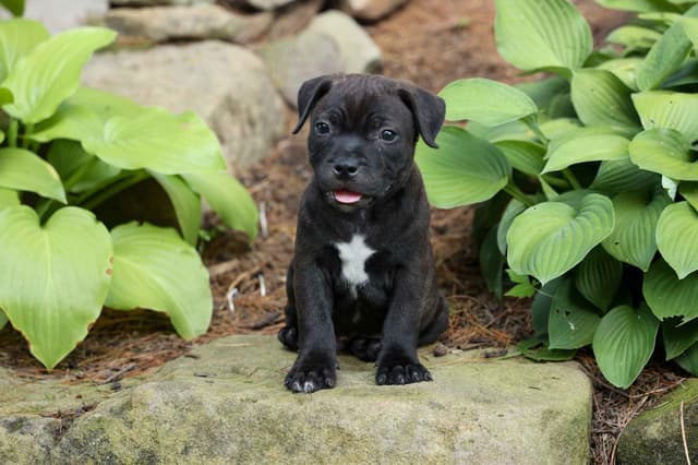🐾 AKC Staffordshire Bull Terrier Puppies 🐾 media 13