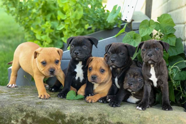 🐾 AKC Staffordshire Bull Terrier Puppies 🐾 media 14