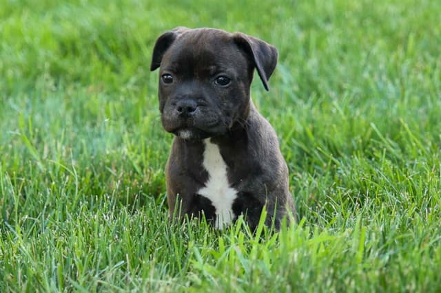 🐾 AKC Staffordshire Bull Terrier Puppies 🐾 media 15
