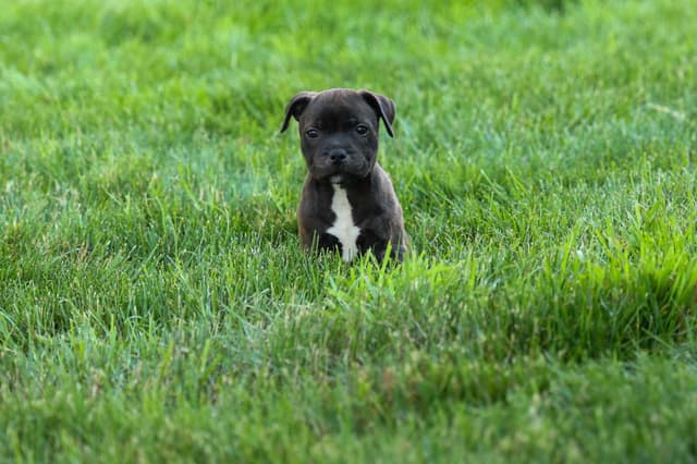 🐾 AKC Staffordshire Bull Terrier Puppies 🐾 media 16