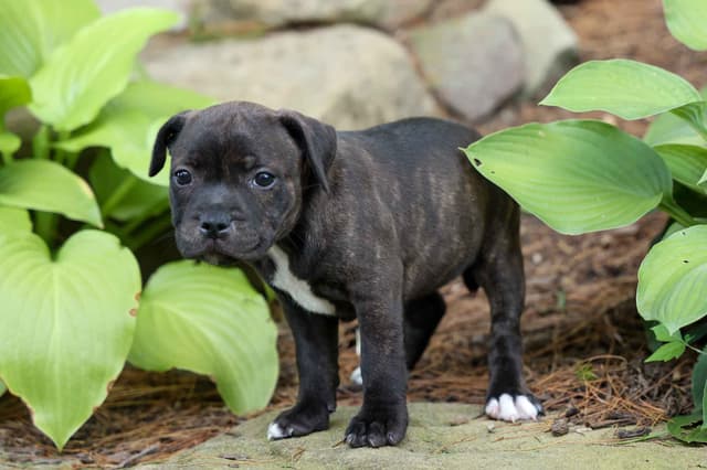 🐾 AKC Staffordshire Bull Terrier Puppies 🐾 media 17