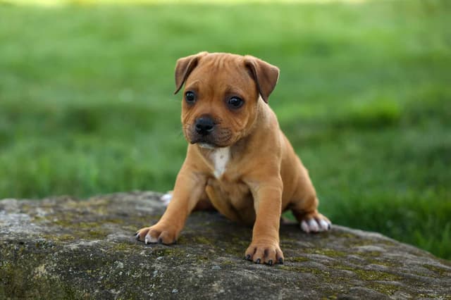 🐾 AKC Staffordshire Bull Terrier Puppies 🐾 media 19