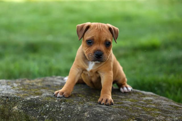 🐾 AKC Staffordshire Bull Terrier Puppies 🐾 media 20