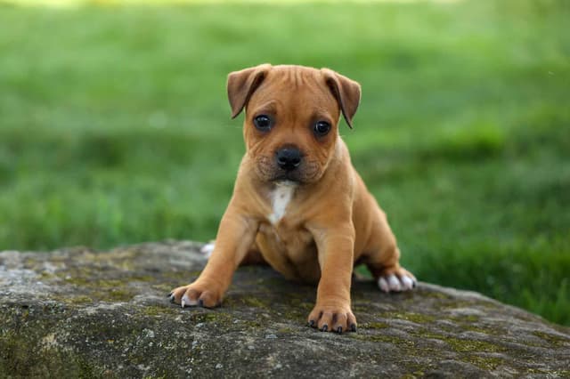 🐾 AKC Staffordshire Bull Terrier Puppies 🐾 media 22