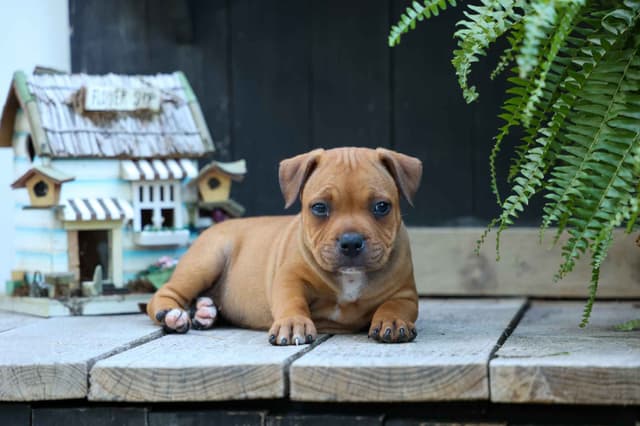 🐾 AKC Staffordshire Bull Terrier Puppies 🐾 media 21