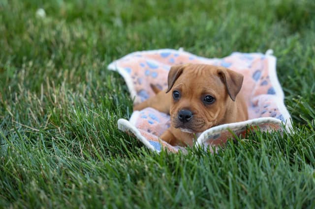 🐾 AKC Staffordshire Bull Terrier Puppies 🐾 media 23