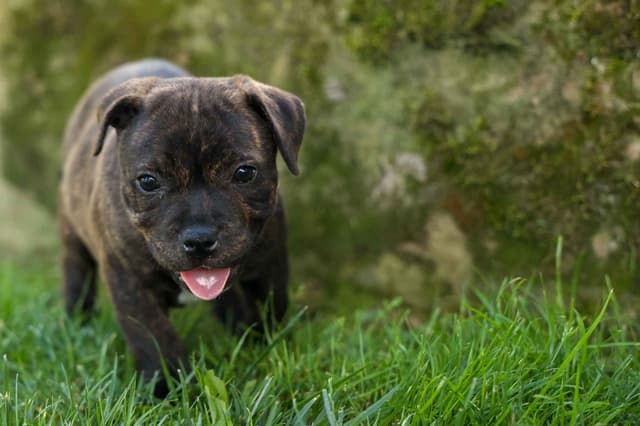 🐾 AKC Staffordshire Bull Terrier Puppies 🐾 media 24