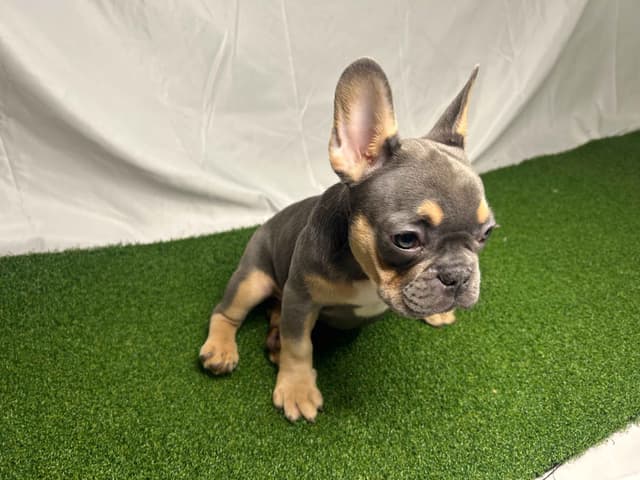 French Bulldog Puppies media 2
