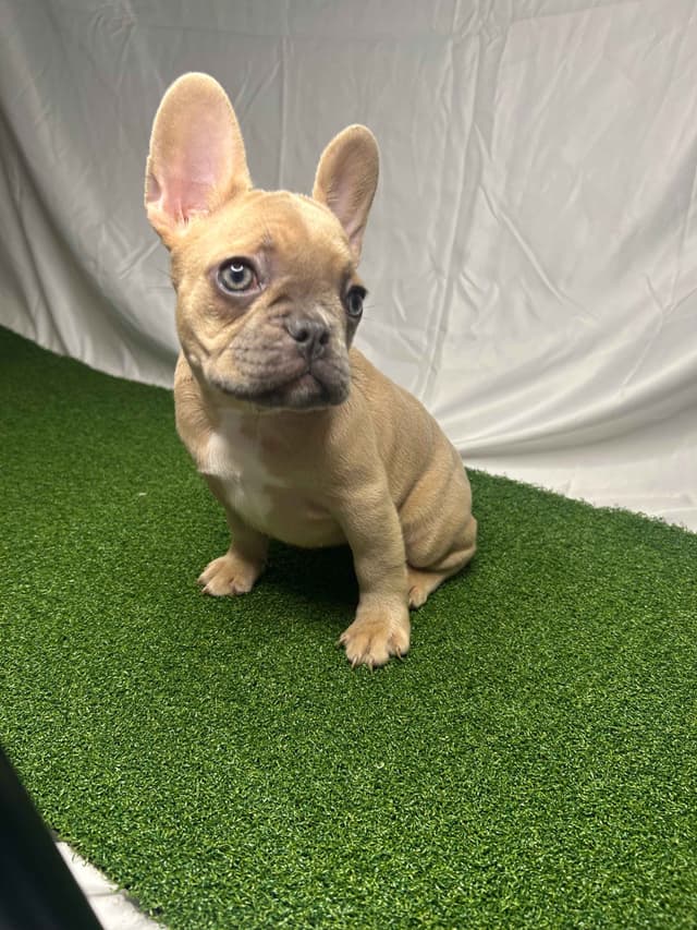 French Bulldog Puppies media 4