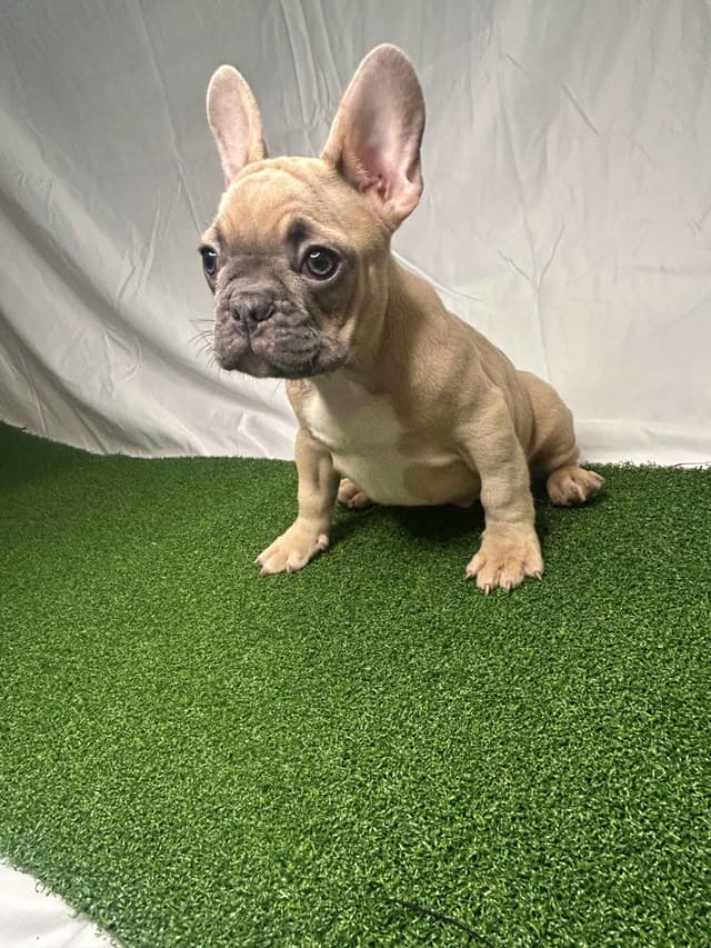 French Bulldog Puppies media 5