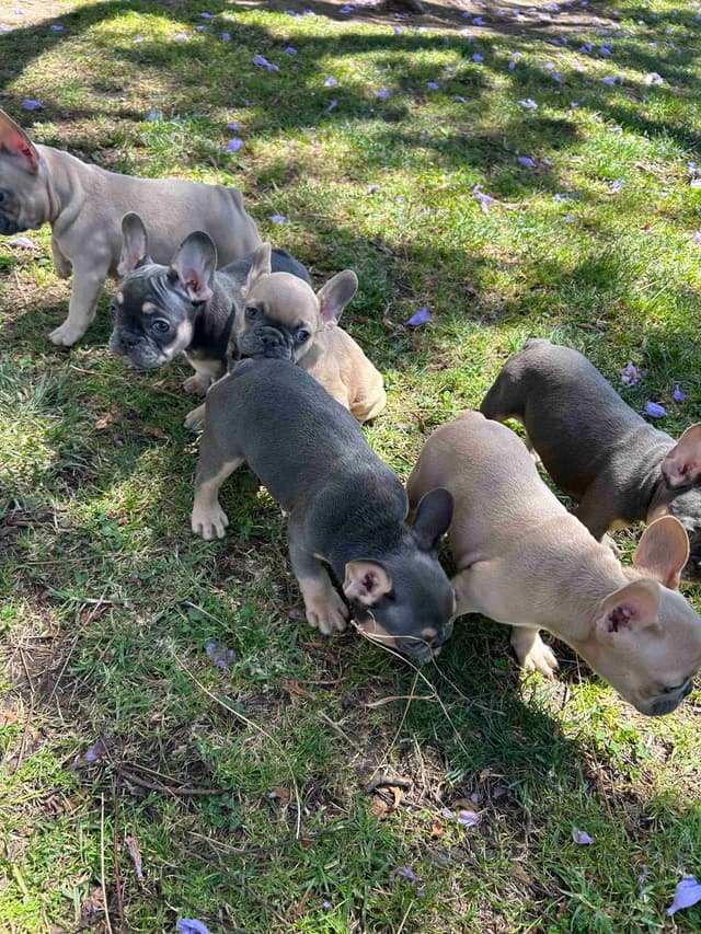 French Bulldog Puppies media 6