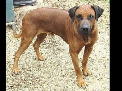 Pawpatch Rhodesian Ridgeback Puppies breeder image 1