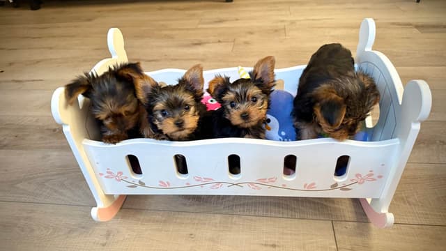 Yorkshire Terrier Puppies media 4
