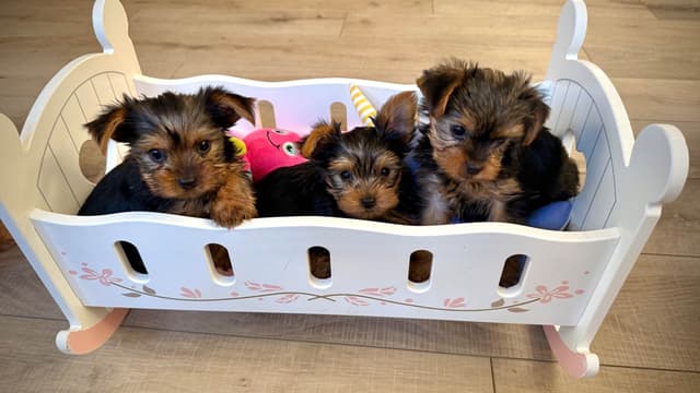 Yorkshire Terrier Puppies media 2