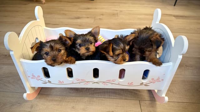 Yorkshire Terrier Puppies media 3