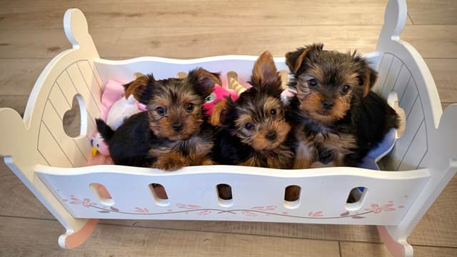 Yorkshire Terrier Puppies media 5
