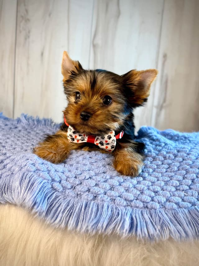 Yorkshire Terrier Puppies media 7