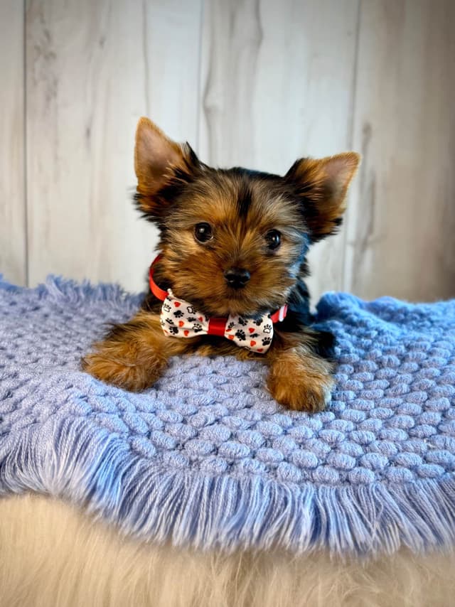 Yorkshire Terrier Puppies media 6