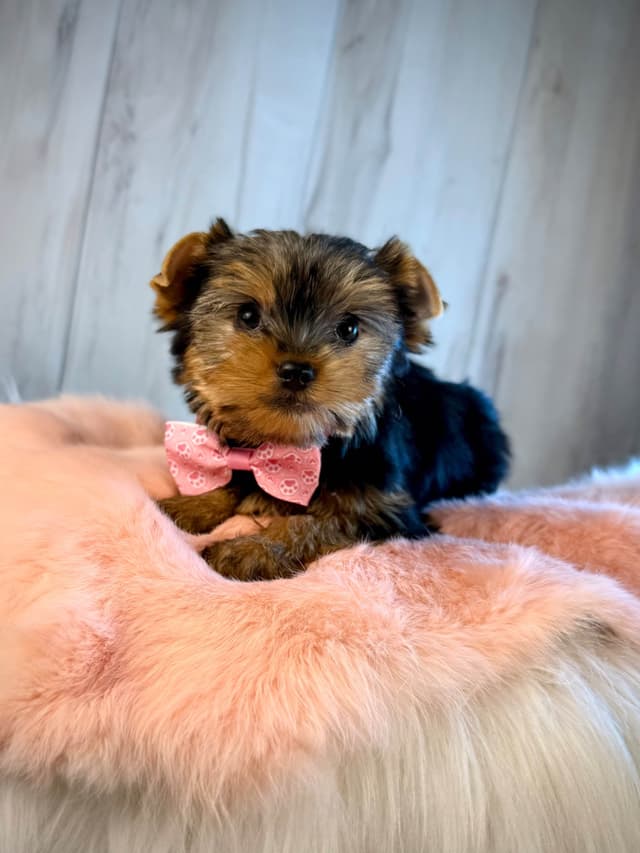 Yorkshire Terrier Puppies media 16