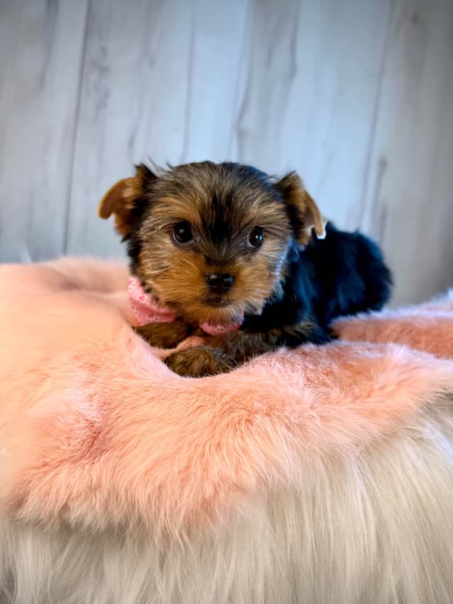 Yorkshire Terrier Puppies media 17