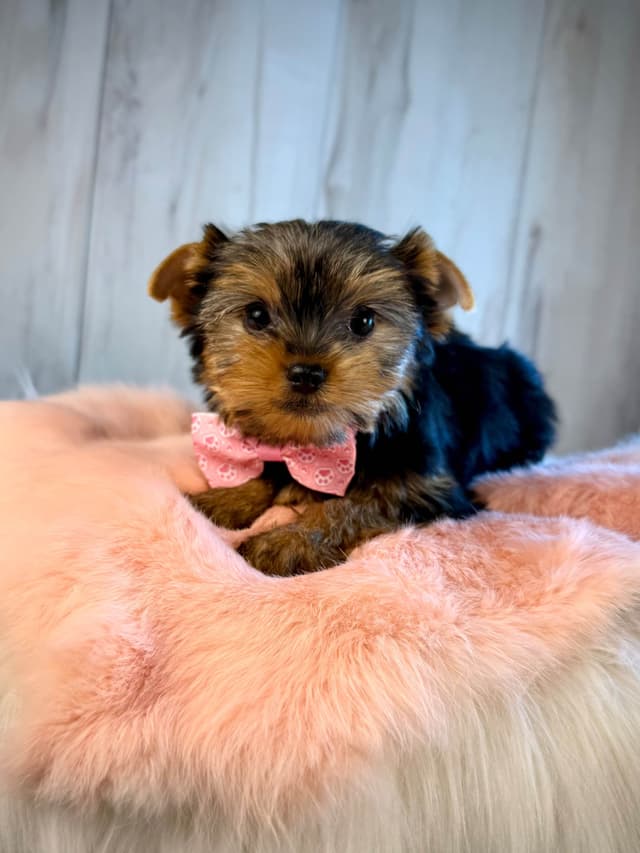 Yorkshire Terrier Puppies media 18