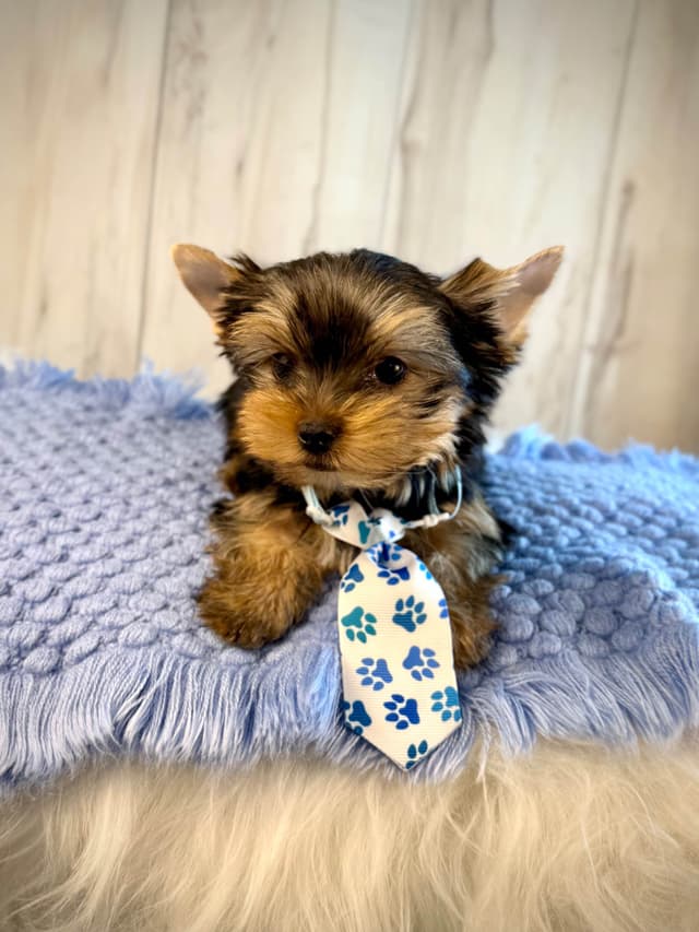 Yorkshire Terrier Puppies media 10