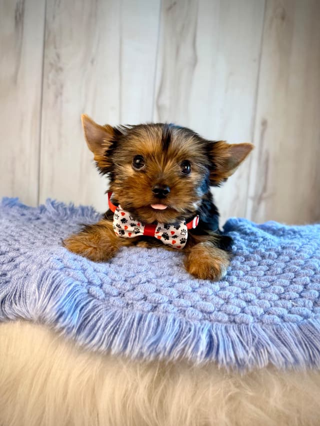 Yorkshire Terrier Puppies media 8