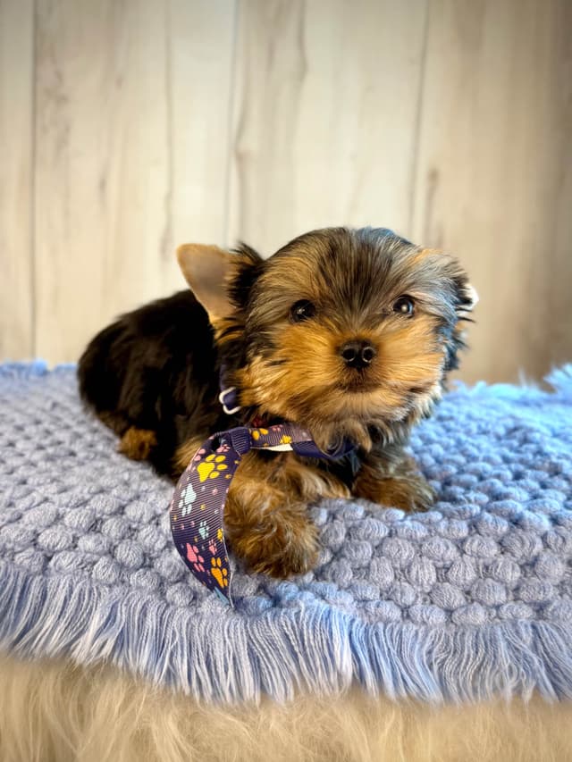 Yorkshire Terrier Puppies media 13