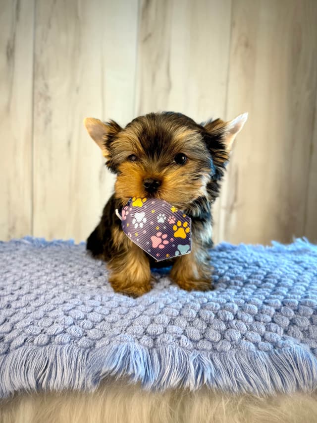 Yorkshire Terrier Puppies media 15