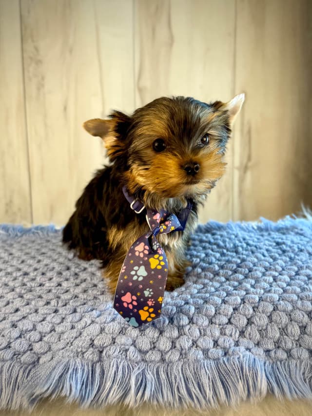 Yorkshire Terrier Puppies media 14