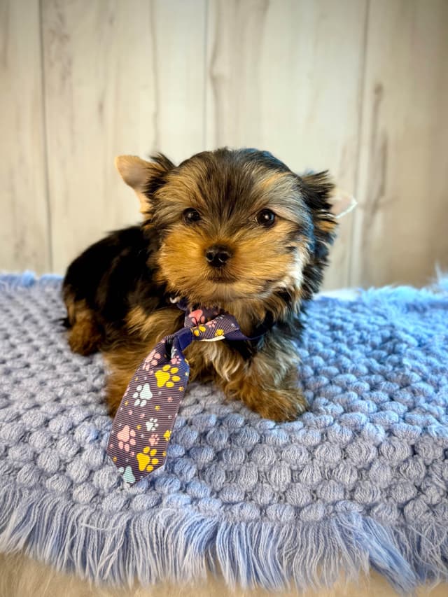 Yorkshire Terrier Puppies media 12