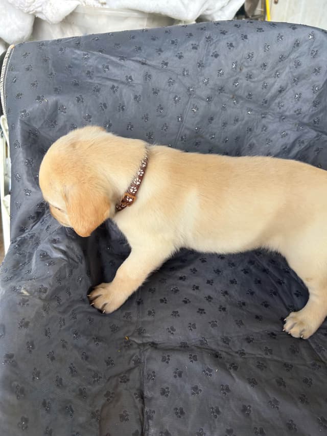 Labrador Retriever Puppies media 4