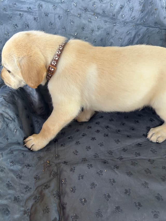 Labrador Retriever Puppies media 3