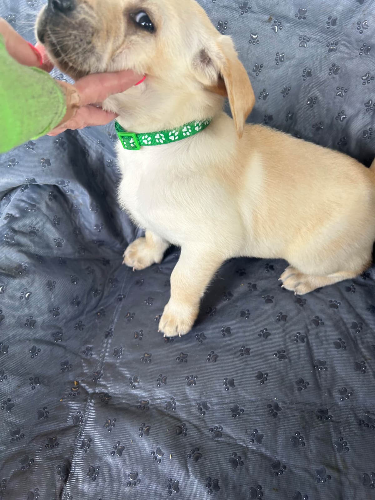 Labrador Retriever Puppies breeder image 1