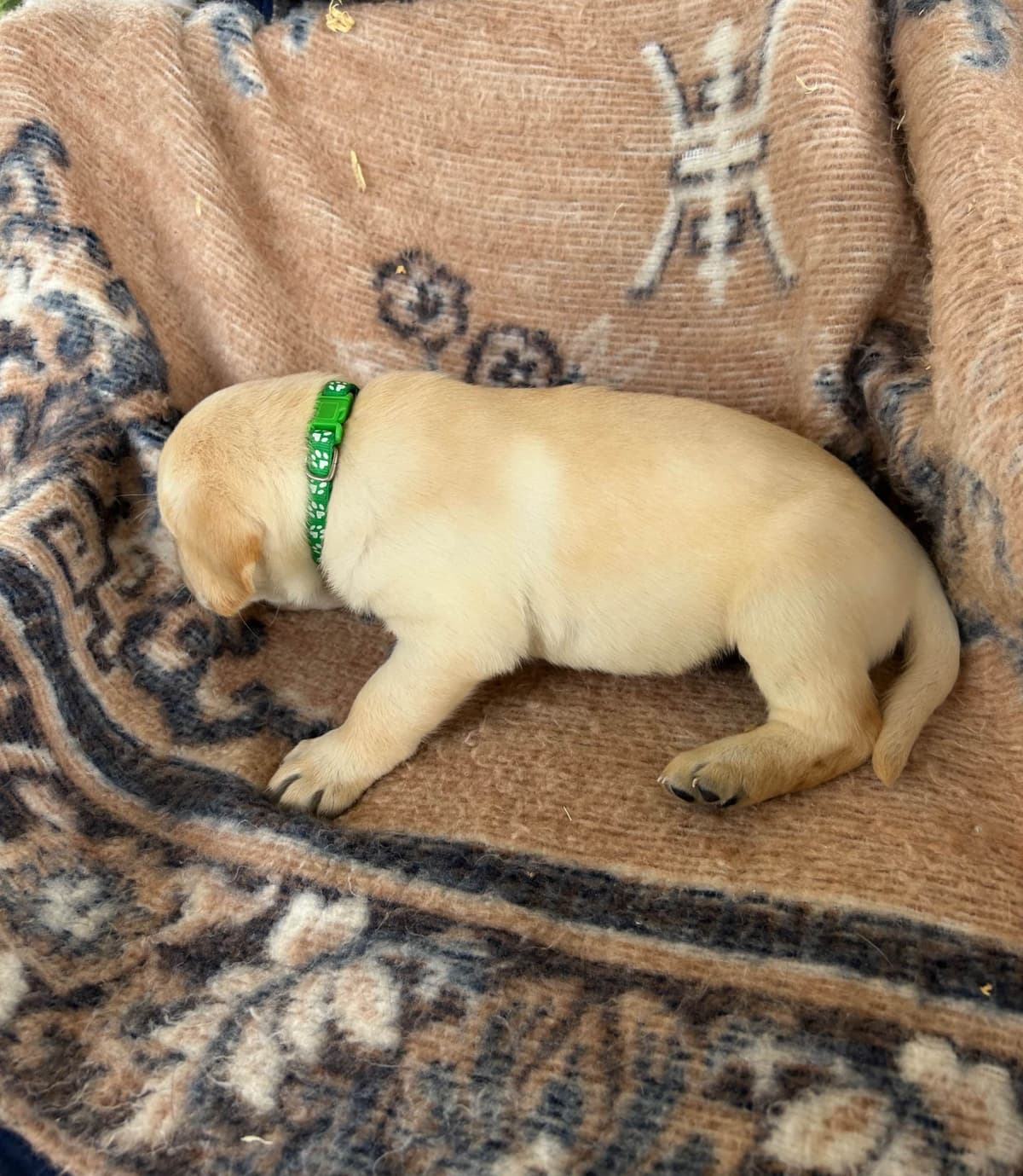 Labrador Retriever Puppies breeder image 2